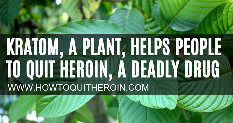 Kratom, a plant, helps people to quit heroin, a deadly street drug